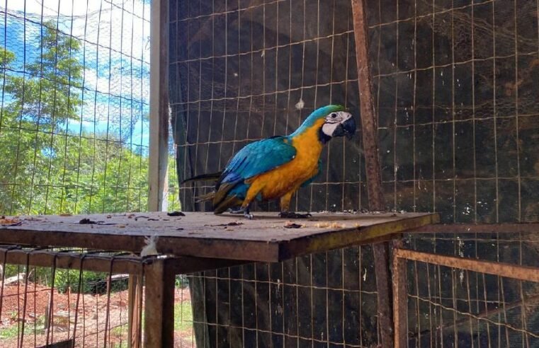 Sema disponibiliza cadastro para quem deseja ser guardião de animais silvestres