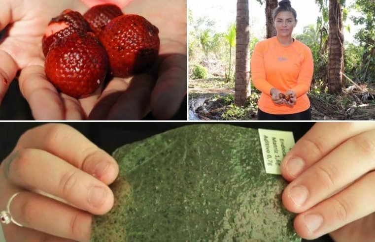 Estudante maranhense de 17 anos cria bioplástico feito de buriti, planta típica da Amazônia