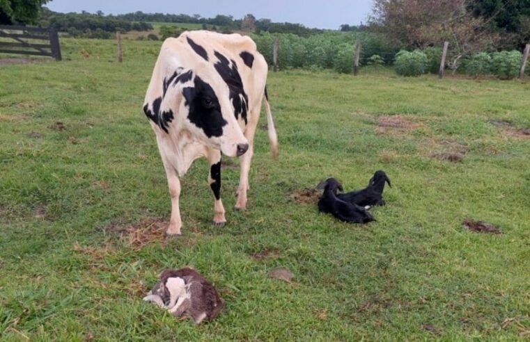 Fato raro: vaca pariu três bezerros em propriedade rural de Colíder