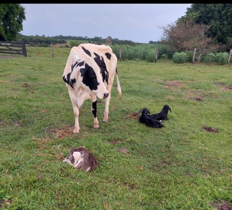 Fato raro: vaca pariu três bezerros em propriedade rural de Colíder