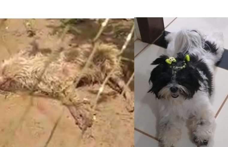 Homem mata cachorro de vizinhos a pauladas em Colíder