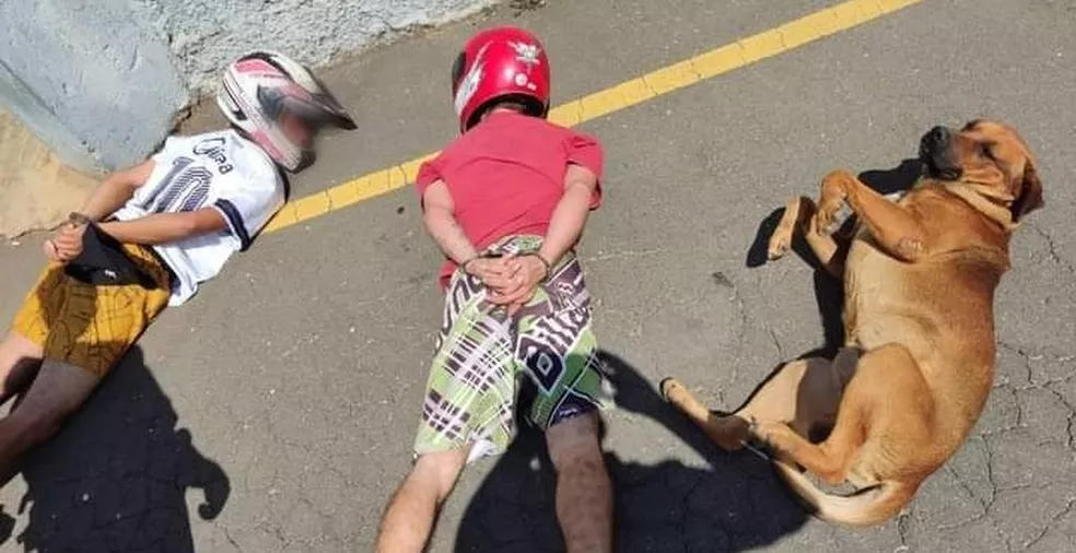 Cão deita ao lado de suspeitos durante abordagem policial e viraliza