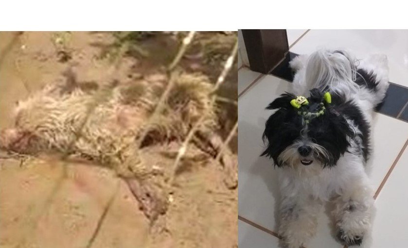 Homem mata cachorro de vizinhos a pauladas em Colíder