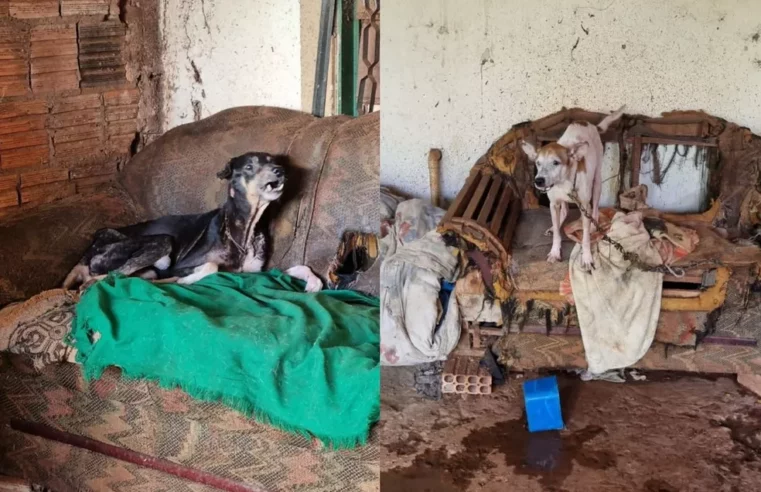 Cachorros irmãos são resgatados com larvas, órgãos expostos e ‘morrendo em pé’; tutora é presa em MS