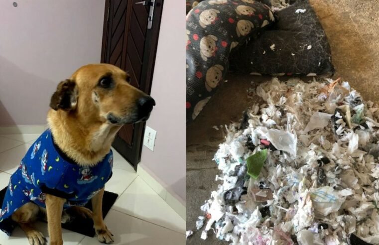 Cão rasga colchonete e dona encontra absorventes usados em vez de espuma em SP: ‘Raiva e revolta’