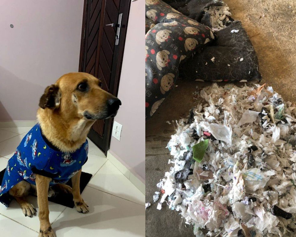 Cão rasga colchonete e dona encontra absorventes usados em vez de espuma em SP: ‘Raiva e revolta’