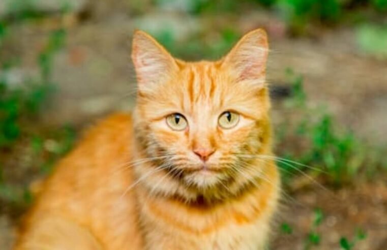 Mulher mata gato enforcado e manda vídeo para a mãe