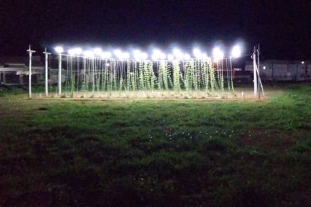 Universidade em MT usa lâmpadas de LED para produzir lúpulo