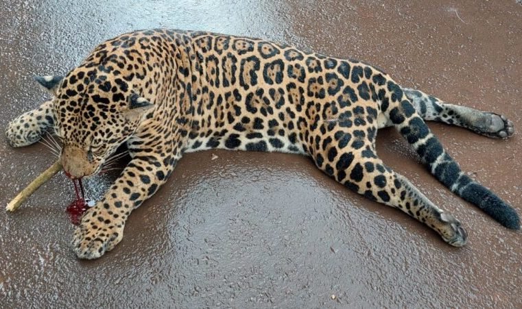 Onça-pintada morre após ser atropelada na BR-163 em Guarantã do Norte