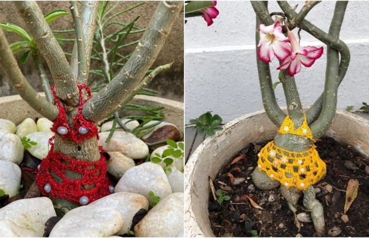 Dona de casa viraliza ao fazer ‘biquíni’ de crochê para plantas: ‘É minha terapia’