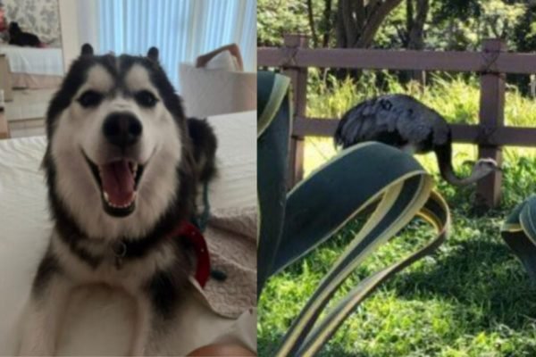 GO: briga entre husky e ema acaba na morte da ave; caso vai à Justiça