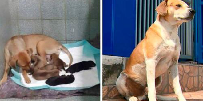 Cadela grávida vai até veterinária para ter seus filhotes enquanto o pai espera do lado de fora