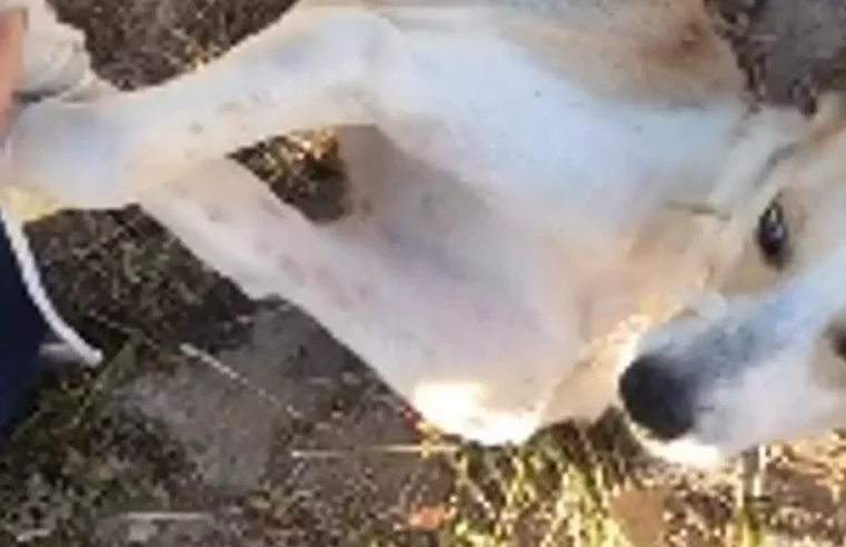Idosa é presa após amarrar cão em saco e pedir que joguem o animal no rio