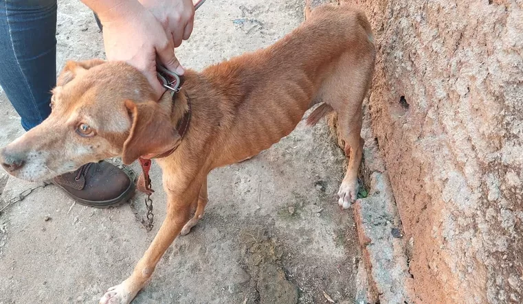 8 cães são encontrados em situação de maus-tratos em Leme e donos são multados em R$ 48 mil