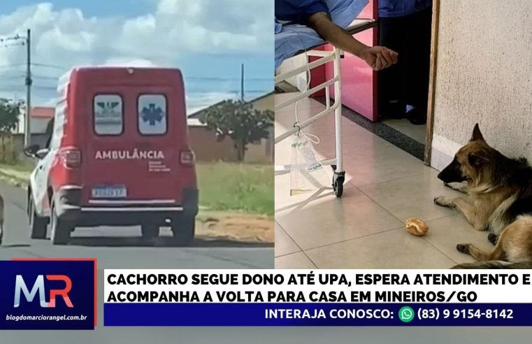 Cachorro segue dono em ambulância e o escolta até a volta para casa