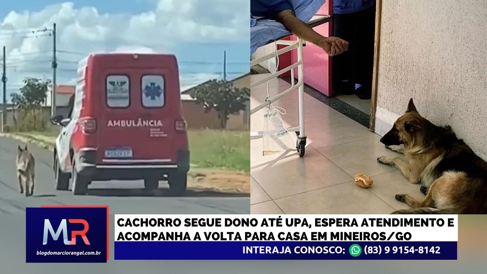 Cachorro segue dono em ambulância e o escolta até a volta para casa