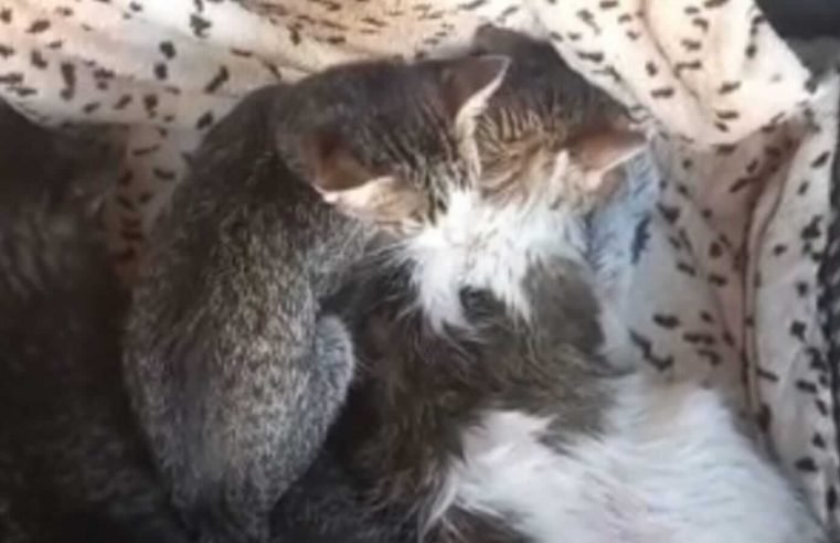 Cidade alemã determina isolamento de gatos para salvar pássaro raro