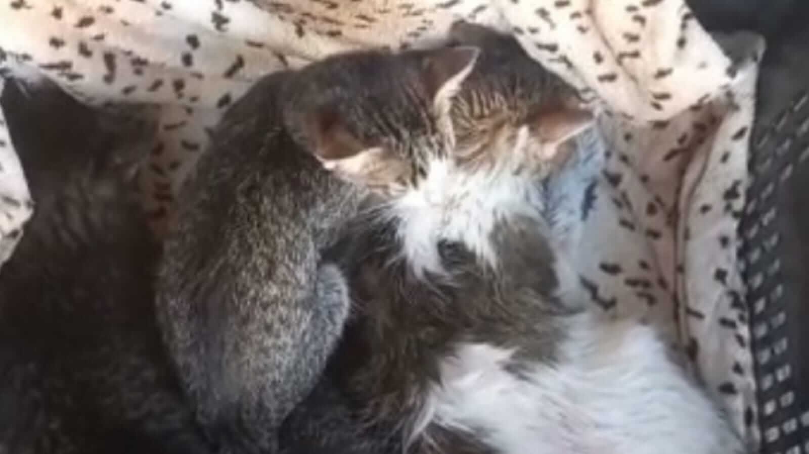 Cidade alemã determina isolamento de gatos para salvar pássaro raro