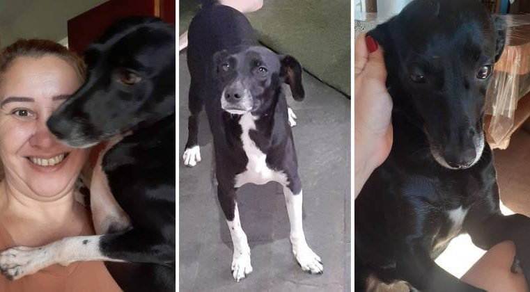 Vizinha reclama de latidos e Justiça obriga dona de três cachorros a tirar os animais de casa