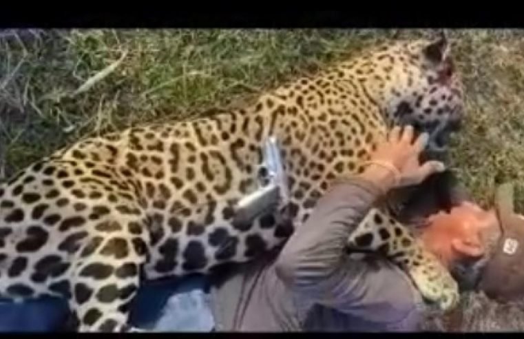 Fazendeiro que matou onça e gravou vídeo debochando terá que pagar multa de R$ 150 mil