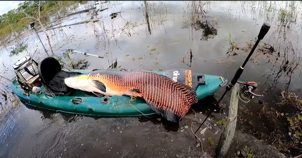 Pescadores fisgam pirarucu de dois metros pesando 100 kg na Amazônia