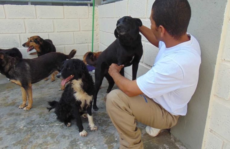 Pet shop em presídio: detentos de SP cuidam de animais de rua