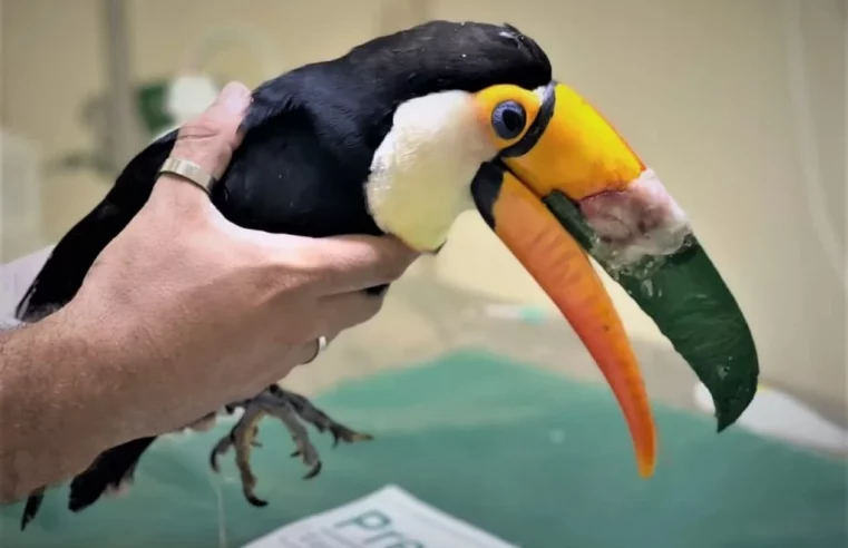 Tucano recebe prótese de bico feita em impressora 3D