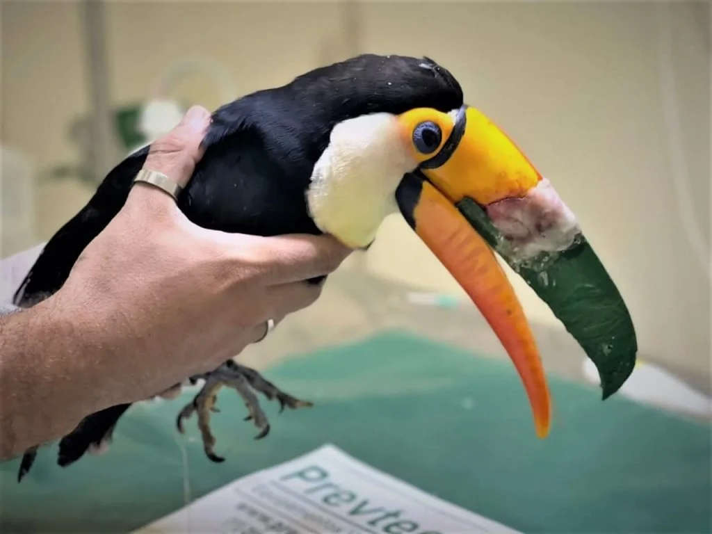 Tucano recebe prótese de bico feita em impressora 3D