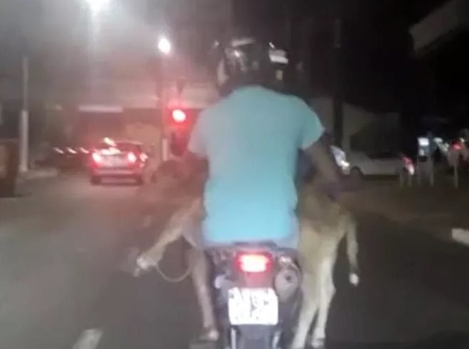 Motociclista é flagrado carregando bezerro em garupa em MT