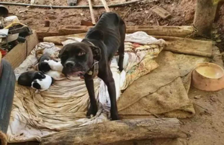Ossos à mostra: homem é preso suspeito de deixar 13 cães sem comida em MG