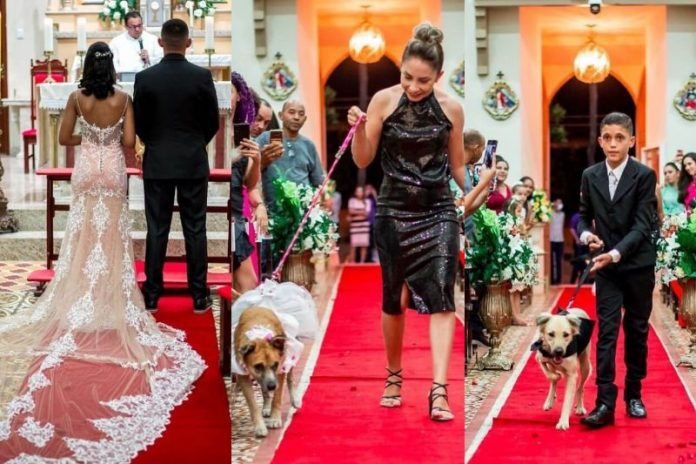 Padre encerra casamento no CE após ver cachorros com alianças
