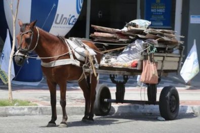 Cuiabá proíbe utilização de carroças no perímetro urbano