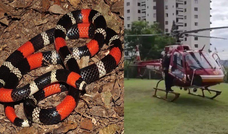 SC: Criança é picada por cobra mais venenosa do país