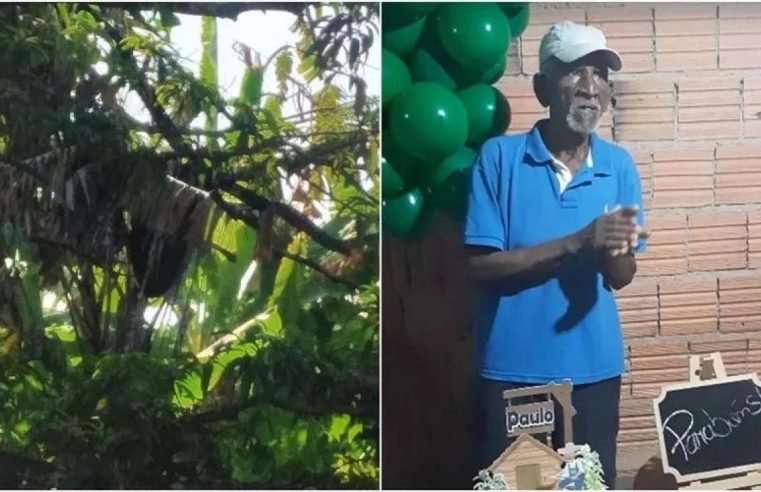 Homem, de 85 anos, morre em GO com mais de 500 picadas de abelhas