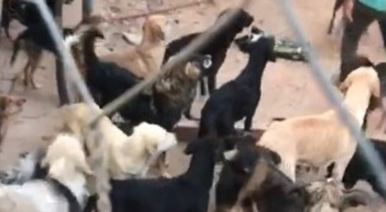 Polícia acha cães e gatos mortos armazenados em freezer no DF