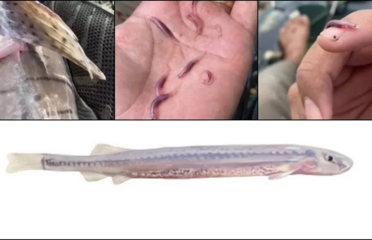 Candiru: quem é o temido ‘peixe vampiro’ e por que ele ameaça banhistas de rios da Amazônia