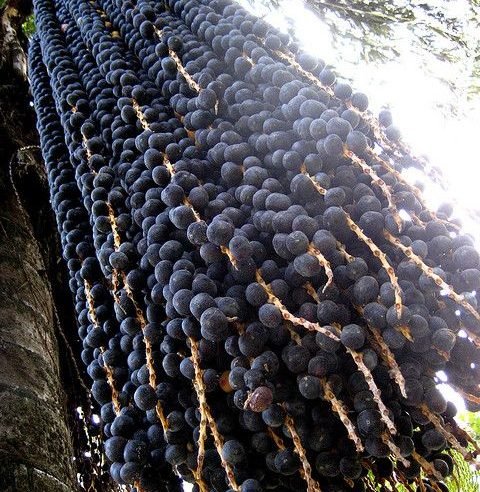 Condenado por furtar cachos de açaí para se alimentar é absolvido após 4 anos, no Amapá