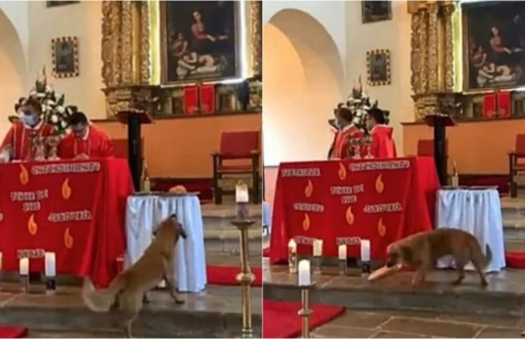 Vira-lata entra em igreja durante missa e furta pão que seria distribuído aos fiéis