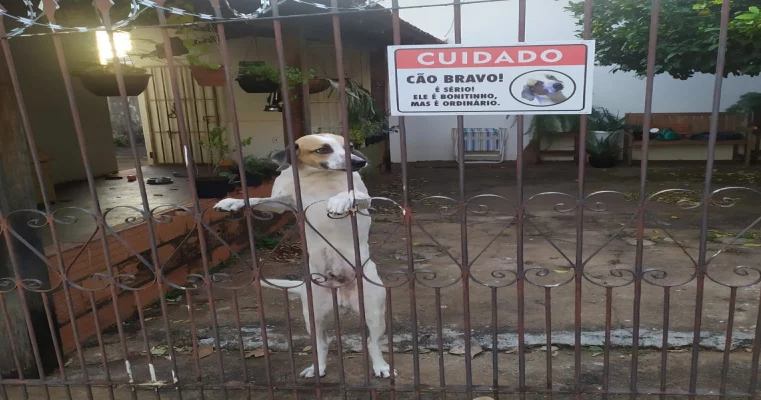 Família coloca placa para alertar sobre cachorro bravo e viraliza: ‘bonitinho mas ordinário