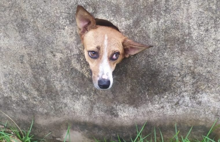 Cachorro prende cabeça em buraco no muro e é socorrido pelos Bombeiros em Guarantã do Norte