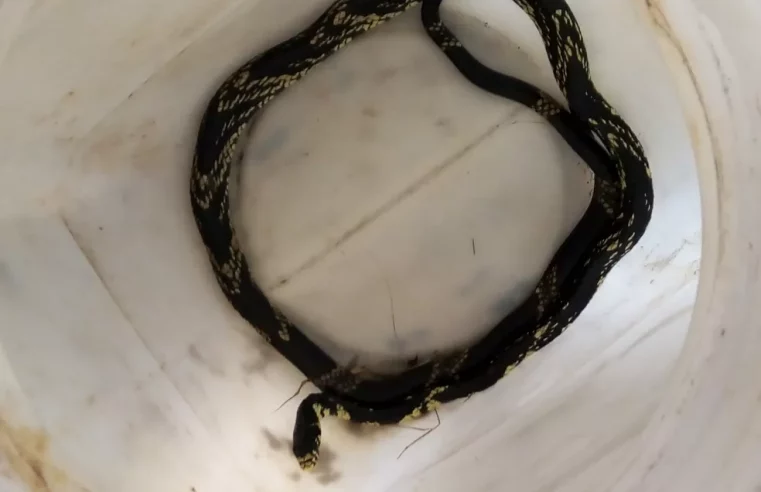 Cobra ‘mais rápida do Brasil’ é capturada dentro de sala em maternidade no Amapá
