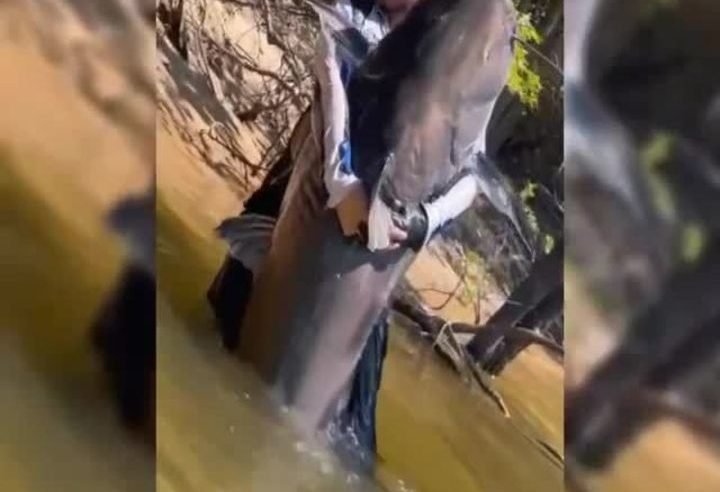 Cirurgião fisga “tubarão de água doce” em pesca esportiva