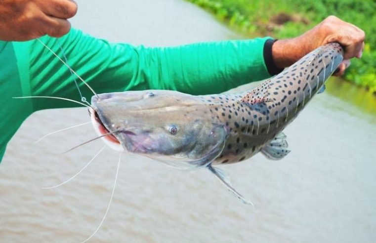 Pesca do pintado está liberada em Mato Grosso a partir do dia 3 de fevereiro