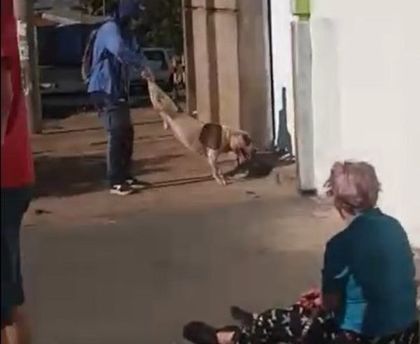 Pitbull fere idosa e mata o cão de estimação da mulher em Uberlândia