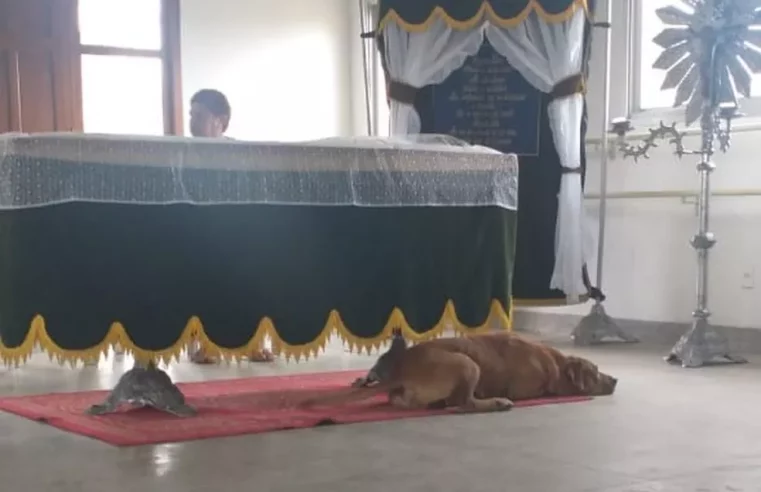 Cachorro fica ao lado de caixão do tutor em velório no ES