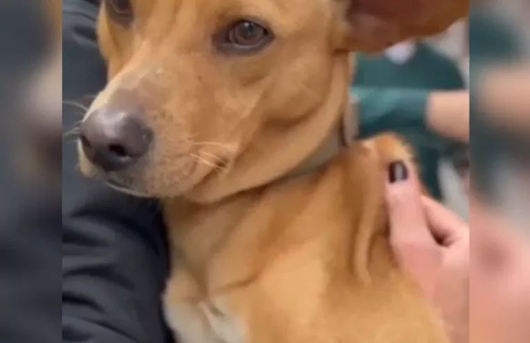 Vizinhos flagram cão sendo enforcado em SC e moradores mobilizam resgate