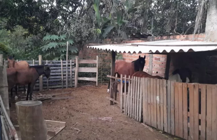 Grupo é preso suspeito de matar cavalos para vender carne em Aparecida
