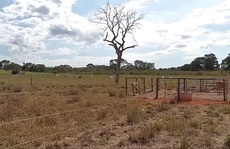 Produtores rurais usam cerca elétrica para dividir piquetes em fazendas e gerar mais economia em MT