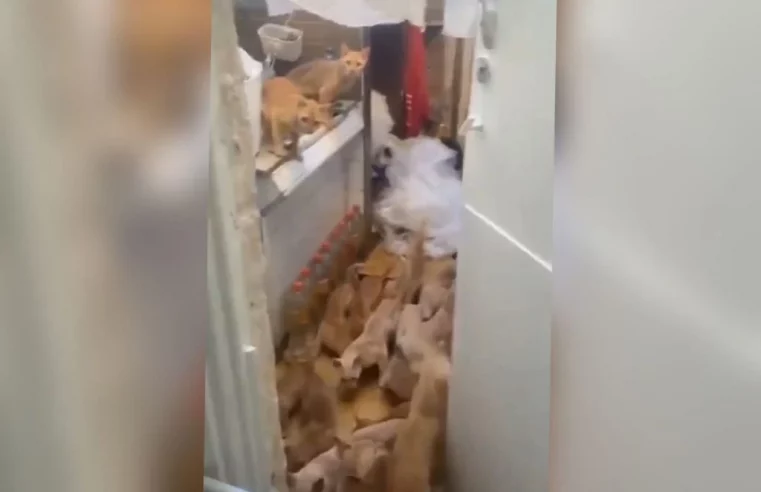 Mulher é presa com 60 gatos em cobertura no RJ: “Situação de podridão”