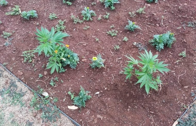 Pés de maconha são encontrados plantados em praça ao lado da Prefeitura de Marialva